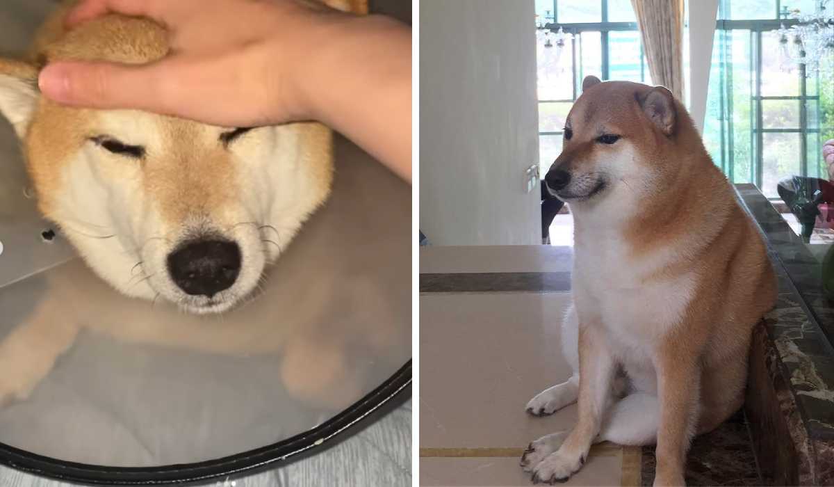 El perro de los memes Cheems, que está con un collar isabelino debido a su delicado estado de salud