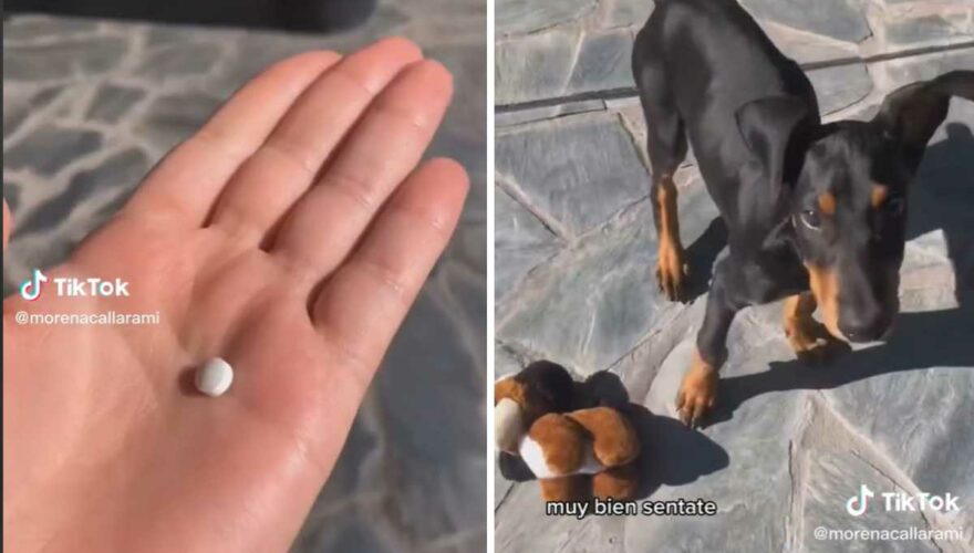 Imagen de la mano de una tiktoker con una pastilla que le dio a su perro y se hizo viral