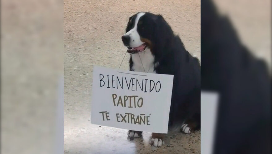 El emotivo reencuentro en video de perro y su dueño en aeropuerto