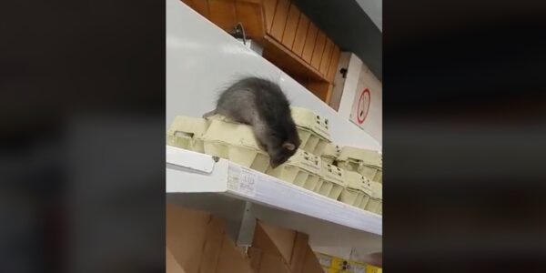 ratón supermercado