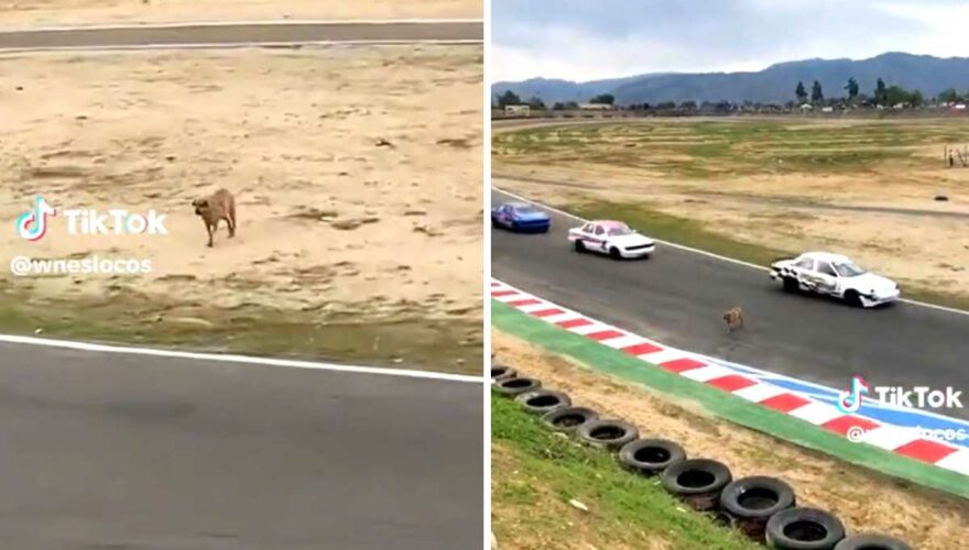 Perrito cruza pista de carreras de autódromo de Quilpué