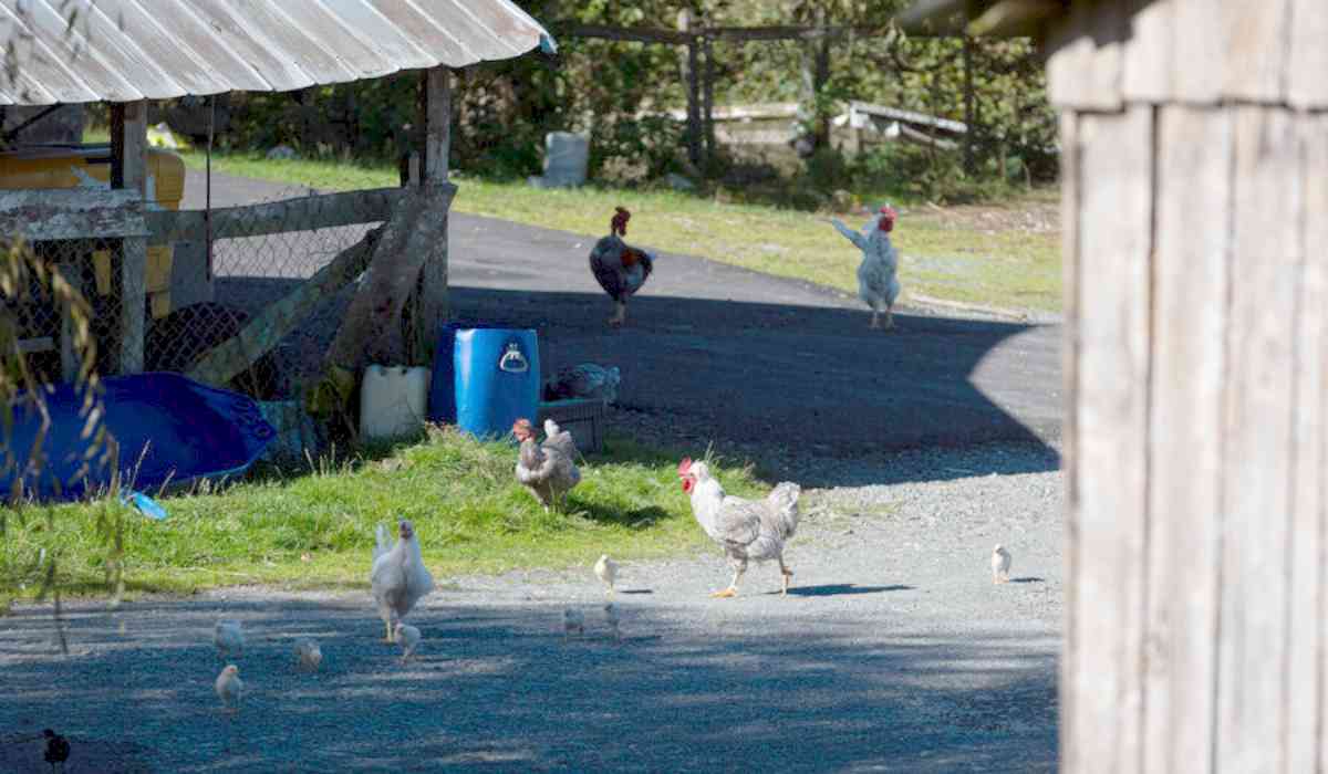 Granja en Argentina