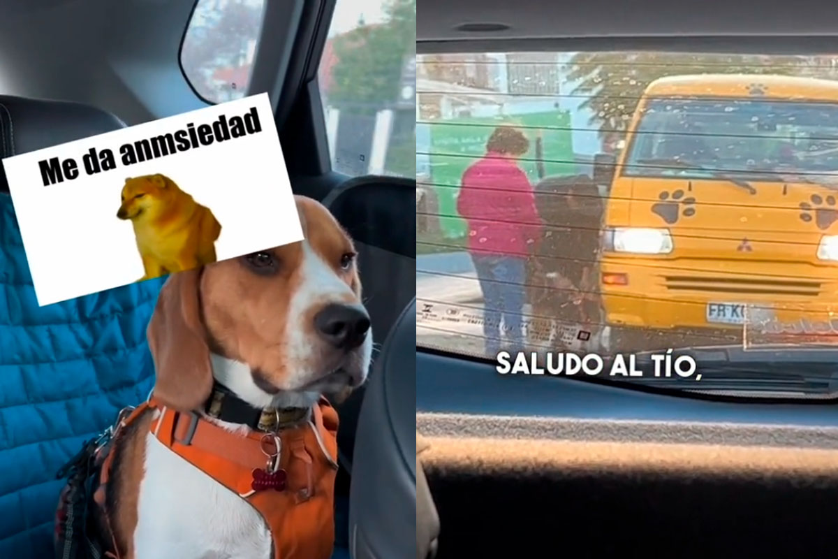 Video enseña cómo es el viaje de un can en un "furgón de perritos"