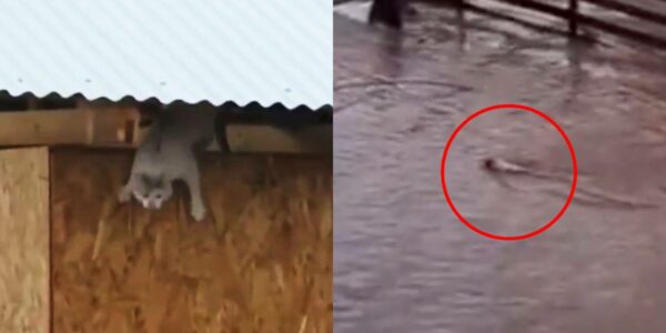 Gato que se lanzó al Río Cachapoal por las lluvias
