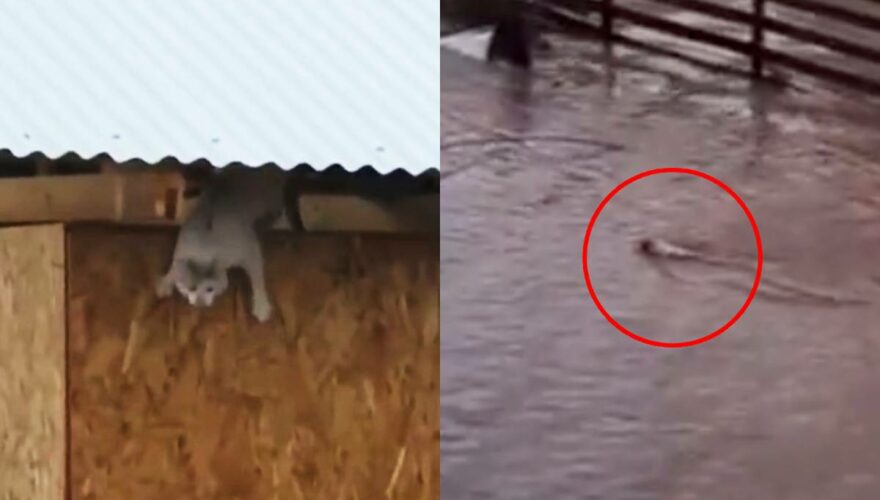 Gato que se lanzó al Río Cachapoal por las lluvias