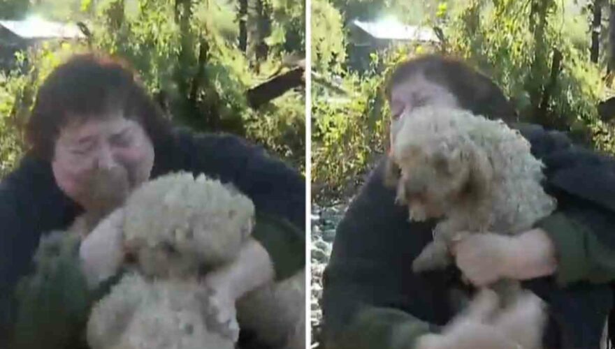 Mujer encuentra a sus perros en Linares