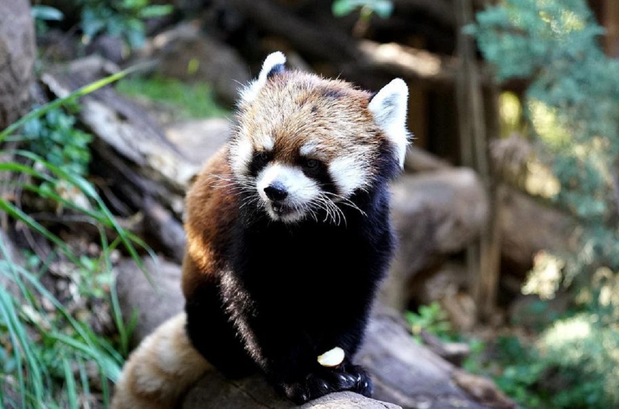 Panda Rojo