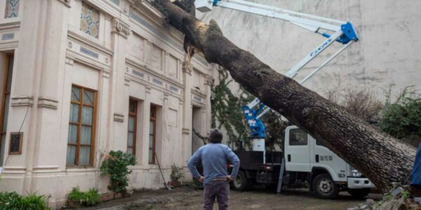 árbol que cayó sobre el palacio cousiño de santiago