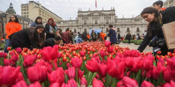 Tulipanes en La Moneda