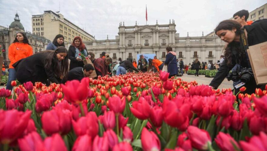 Tulipanes en La Moneda