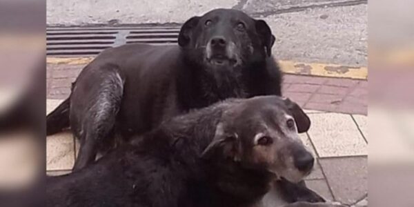 Perros encontrados en Valdivia