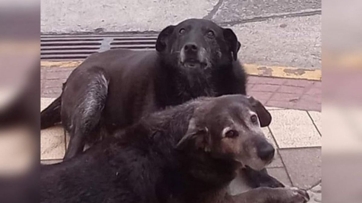 Perros encontrados en Valdivia