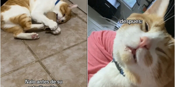 VIRAL. Los hilarantes videos de gatos anestesiados que la rompen en redes sociales