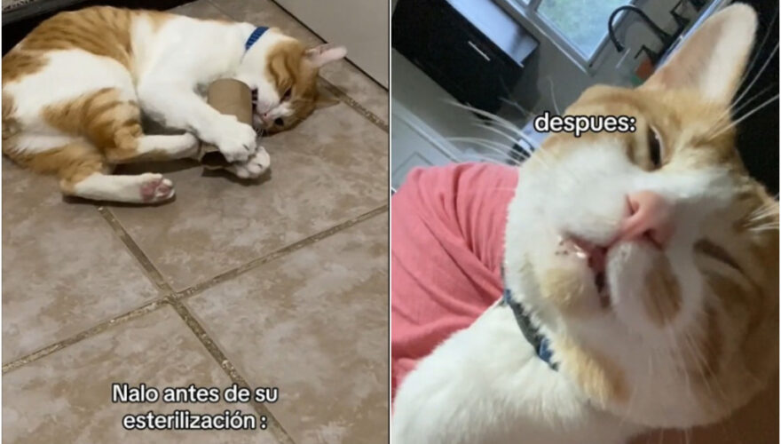 VIRAL. Los hilarantes videos de gatos anestesiados que la rompen en redes sociales