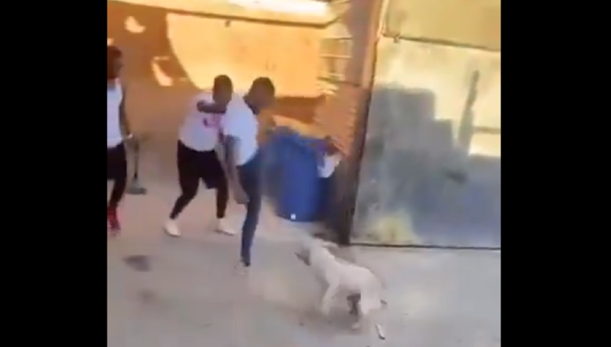 Brutal caso de maltrato animal en Copiapó: sujetos patearon y apuñalaron a un perro