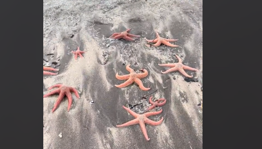VIRAL. "La gente las trata de devolver a la playa": reportan masiva varazón de estrellas de mar en playa de Pichilemu