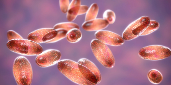 Autoridades sanitarias en alerta: reportan caso de peste bubónica en Estados Unidos tras ocho años del último infectado