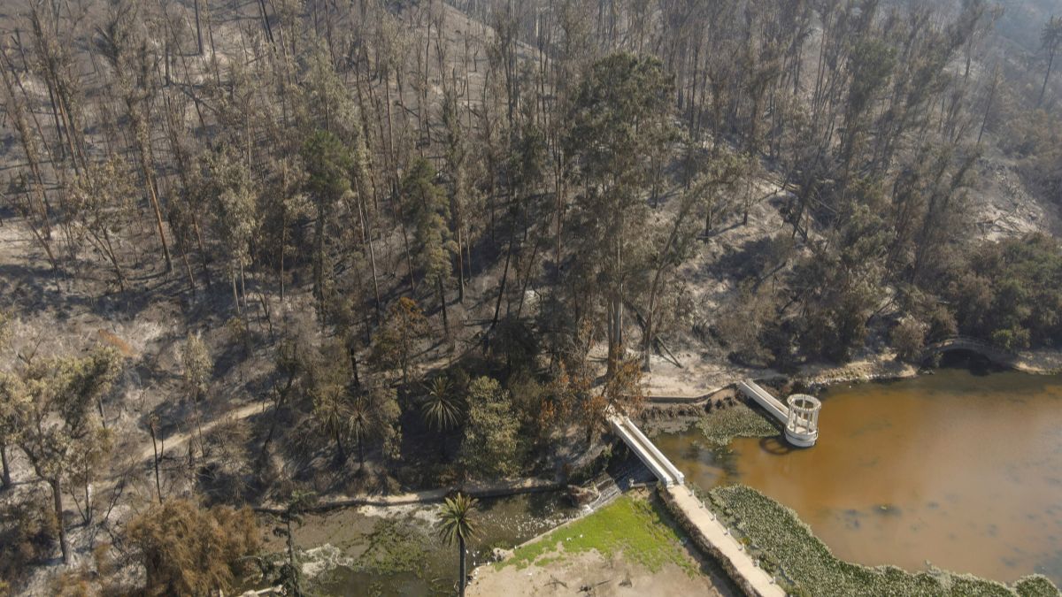 El Plan Para Restaurar El Jardín Botánico En 5 Años Tras Incendios