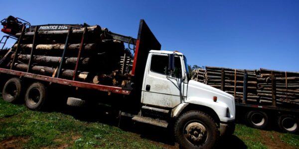 Traficante de madera confesó pago a grupo armado en La Araucanía