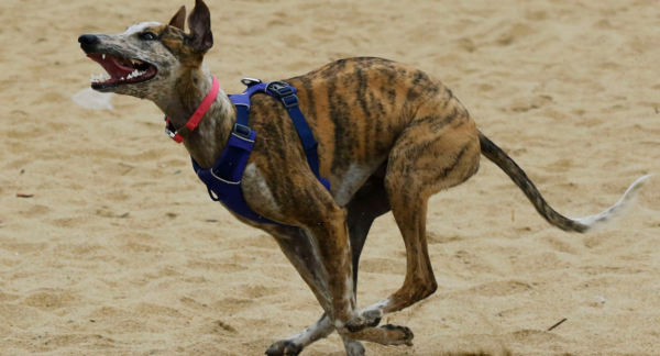 Galgos