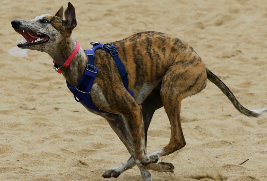 Galgos