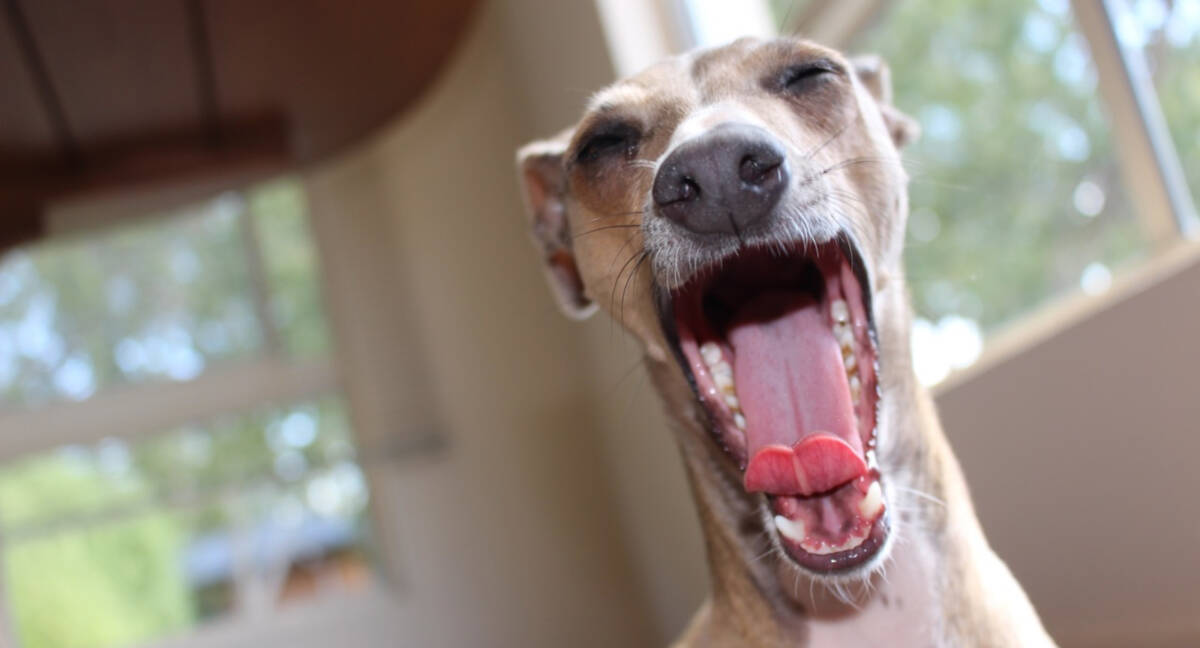 galgo