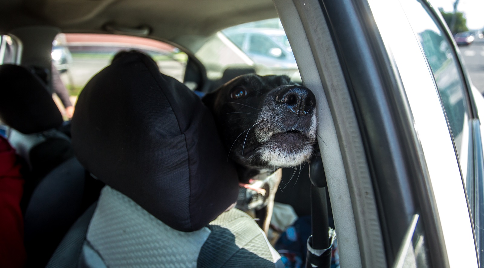 Viajar con mascotas