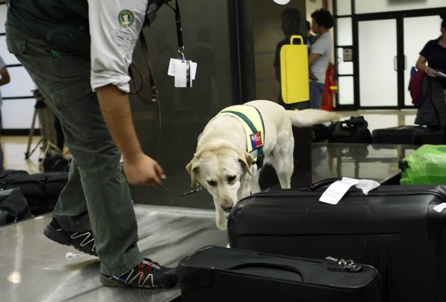 Brigada canina