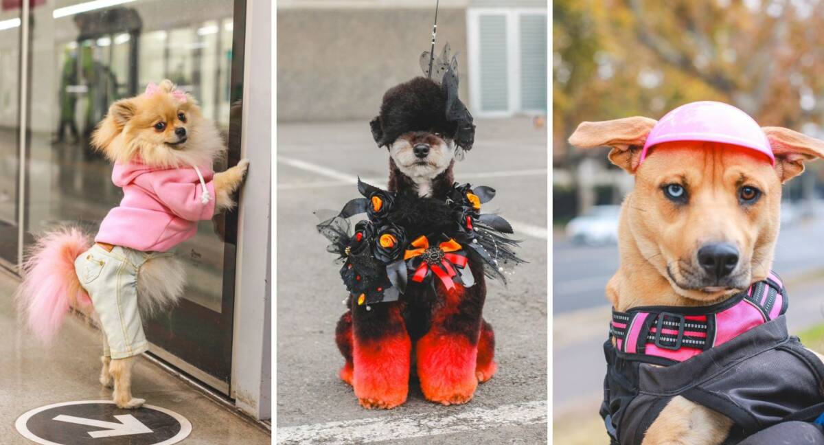 Fotografo de perritos