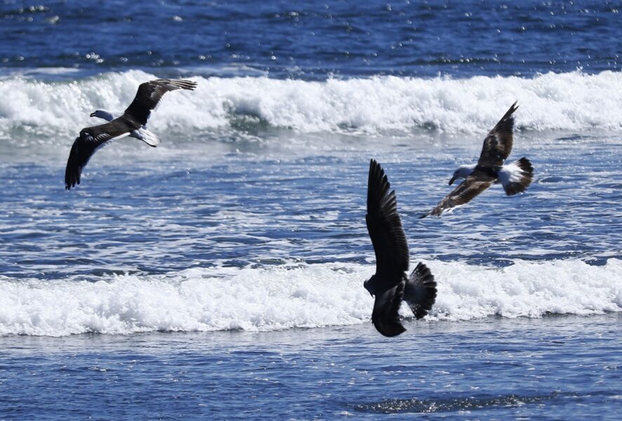 aves