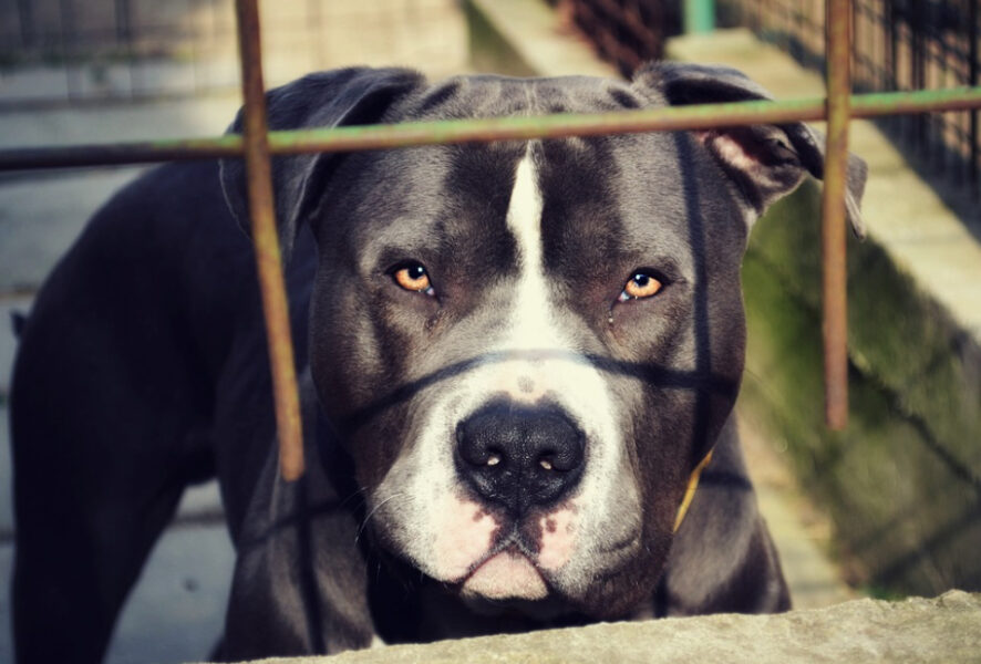 perro pitbull