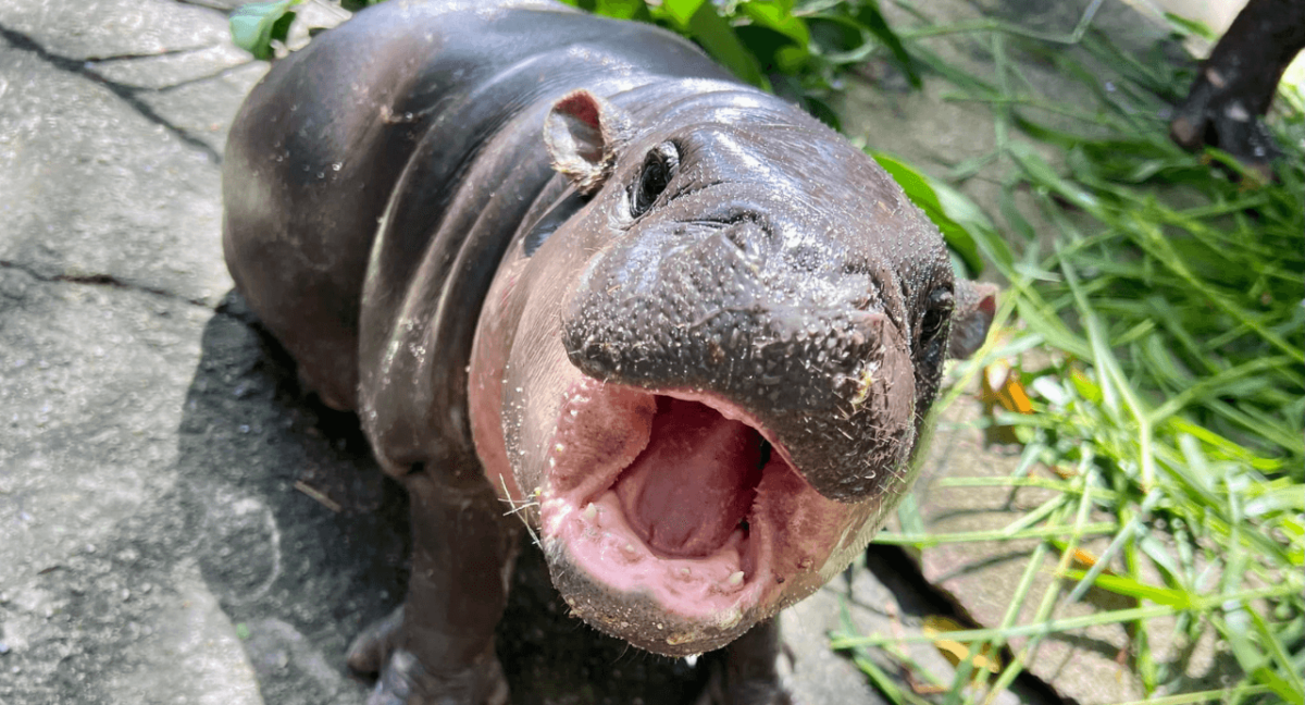 Zoológico Nacional