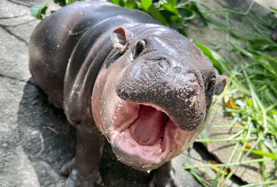 Zoológico Nacional
