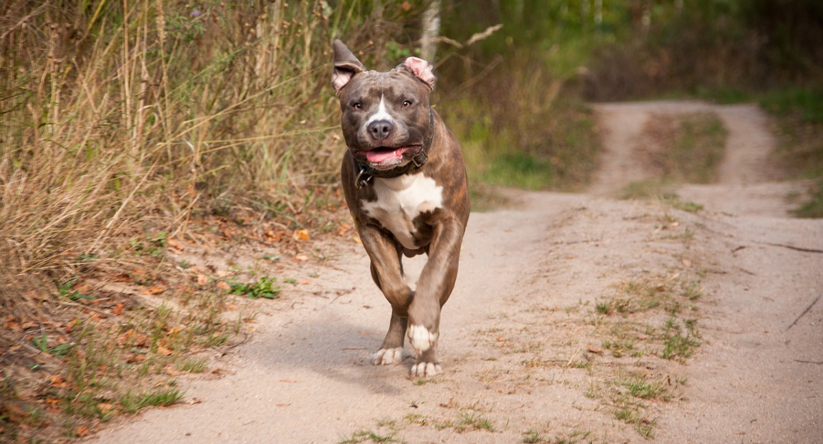 pitbull