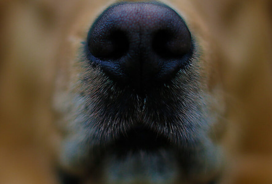 perro