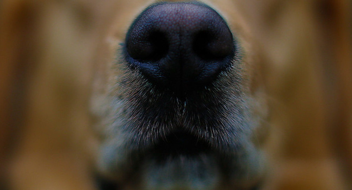 perro