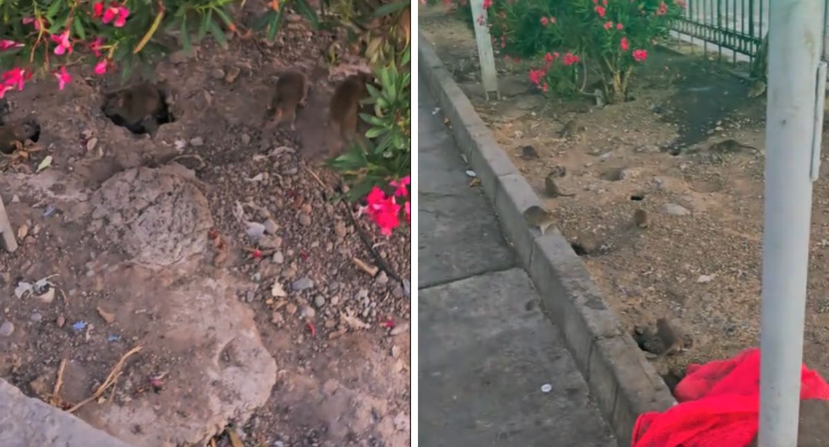 Nido de ratas en Santiago