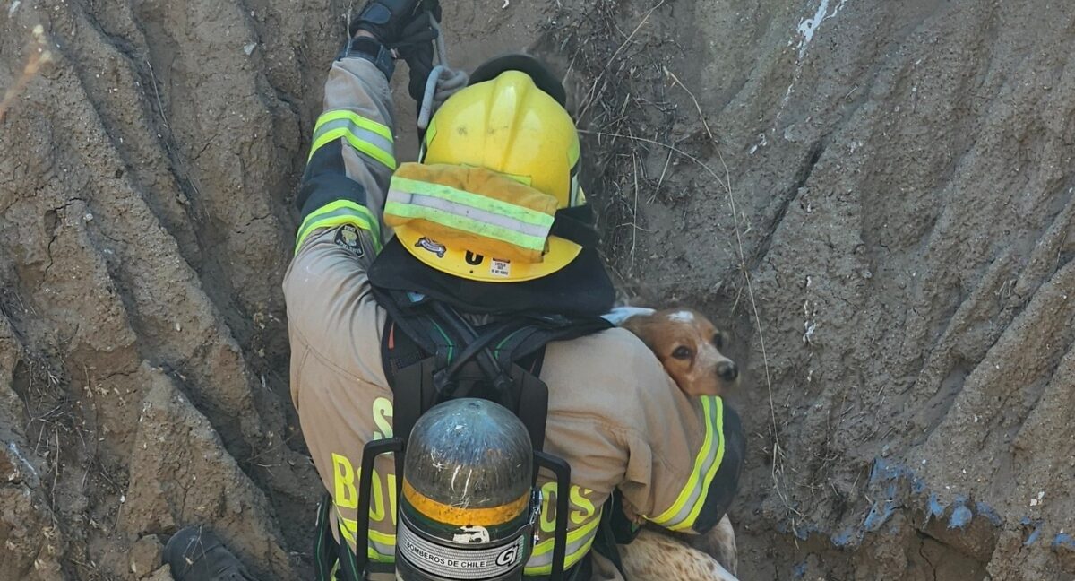 El rescate de la perrita. Foto: @comandancia_CBC