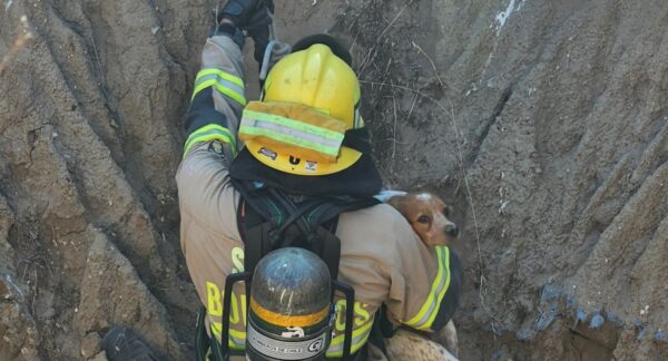 El rescate de la perrita. Foto: @comandancia_CBC