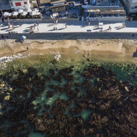 Algarrobo