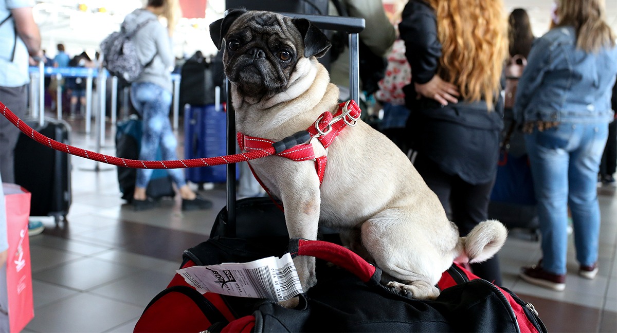 Oficio contra SKY, Latam y Jetsmart para que expliquen protocolos de viajes con mascotas