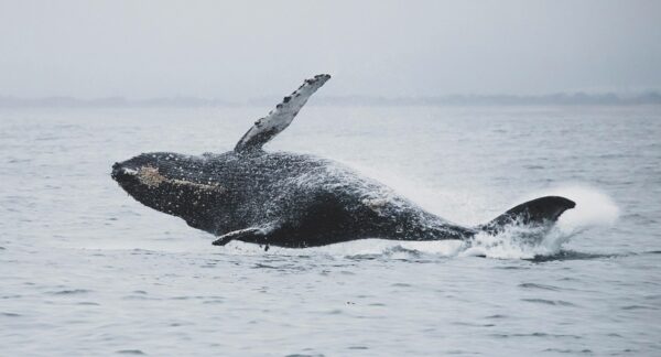 Ballena Jorobada