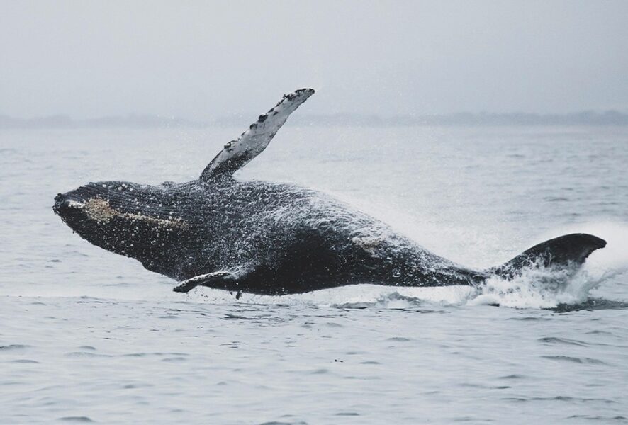 Ballena Jorobada