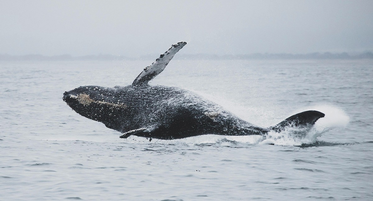 Ballena Jorobada