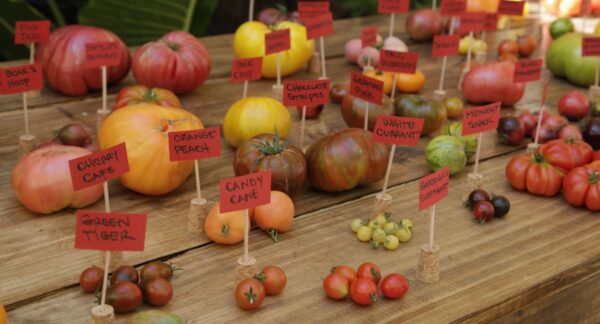 Dia del Tomate