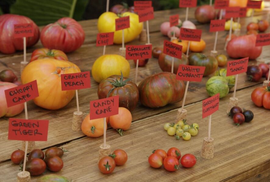 Dia del Tomate