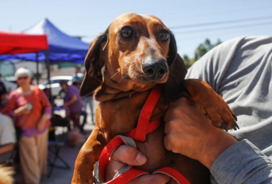 Casi 3 millones de perros y gatos inscritos en el Registro Nacional de Mascotas