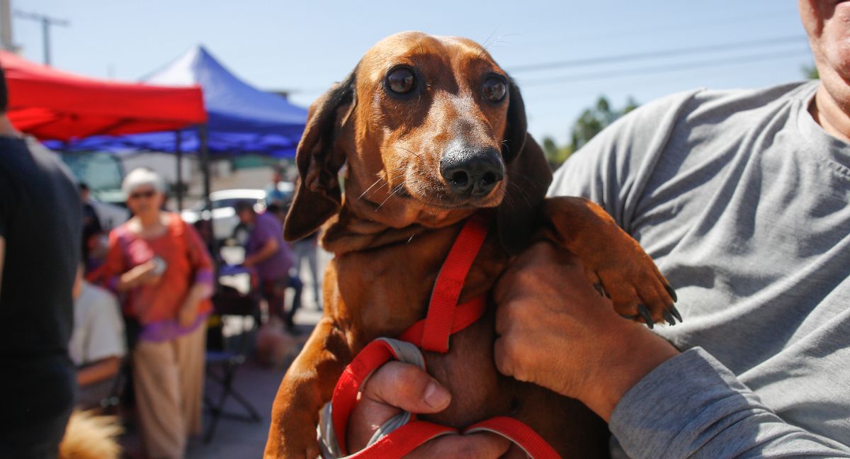 Casi 3 millones de perros y gatos inscritos en el Registro Nacional de Mascotas