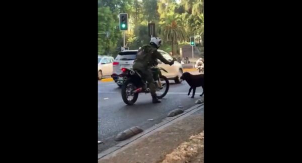 Carabinero y perro