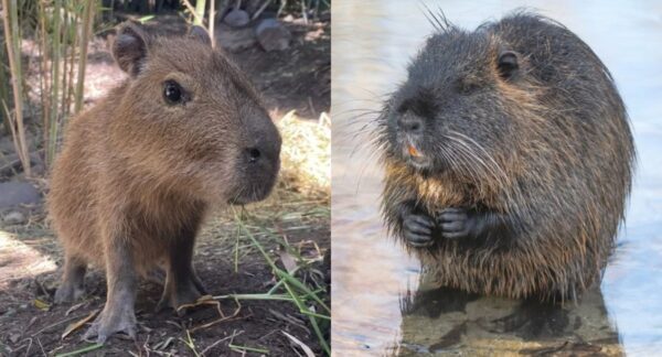Capibara / Coipo